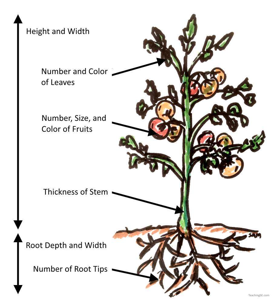 Plant Drawing with some labeled quantetative elements